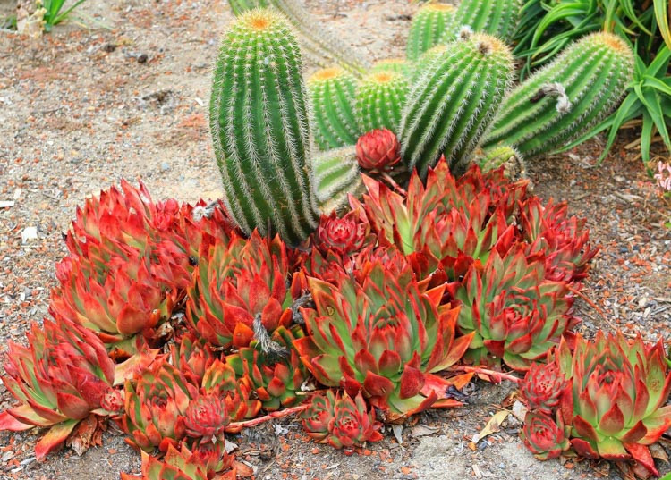 Echeveria agavoides 'Lipstick'